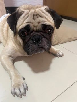 Pug fofo para adoção 