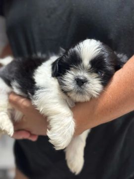 Filhote Shih Tzu - Adorável e Carinhoso