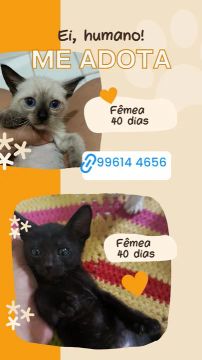 Gatinhas Fêmea 40 dias - Adote!