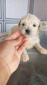 Filhote poodle 