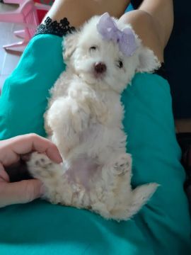 Poodles fêmeas 