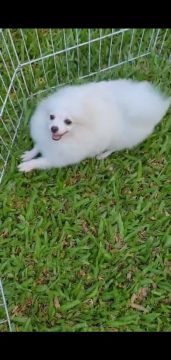 Filhote Spitz Alemão Anão Fêmea Top! 6 Meses!!!