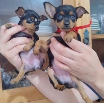 Pinscher 0 -So aqui voçe encontra os melhores preços e qualidade em raça
