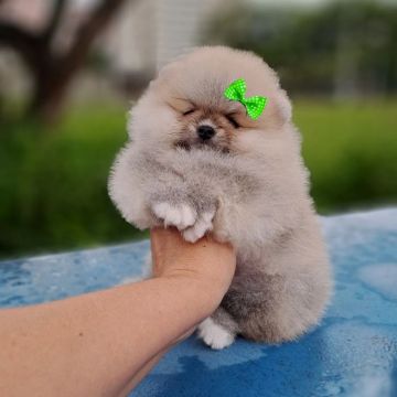 Ursinha Lindíssima Legítima Lulu da Pomerânia 