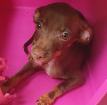 Filhote de Pinscher