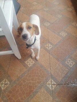 Vendo esta linda cachorrinha de raça