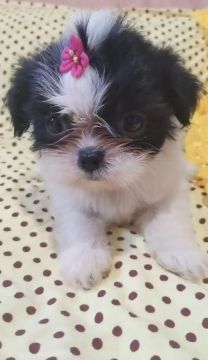Filhote Shih Tzu Fêmea