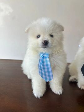 Macho Spitz alemão branco 45 dias 