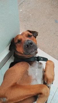 Cachorra Fêmea porte médio para adoção