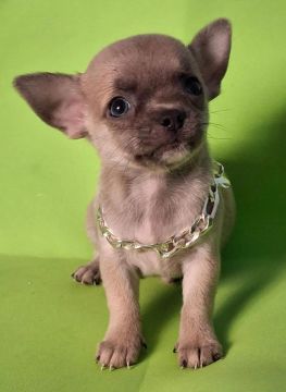 Chihuahua  cor fulvo azul 
