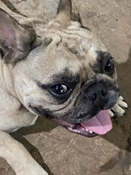 Buldog francês disponível pra cobertura 