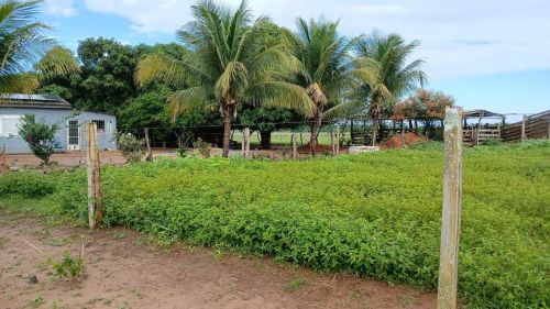 sitio de 14 hectares todo formado na região da cidade de Campo Verde no Mato Gro