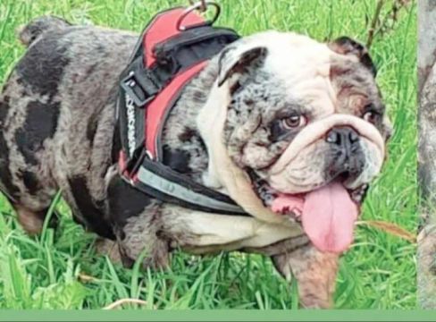Macho de bulldog inglês jovem