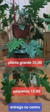 Mudas de planta
