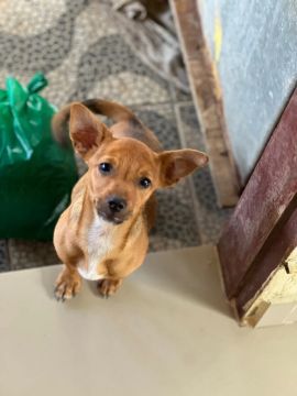 Cachorro disponível pra doação Raceado com pinscher não cresce muito 4 meses de idade 