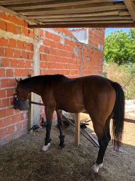 Vendo cavalo de direita 