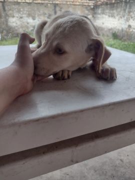 Doação de cachorro 
