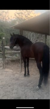 Mangalarga Marchador