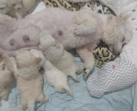 Filhotes de poodle 