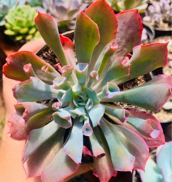 Suculenta pink trumpet 