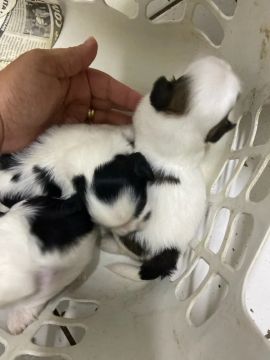 Shih tzu - Filhotes - Leia o anuncio