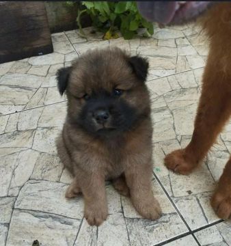 Filhote Chow-Chow