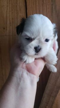 Lindas fêmeas de shih Tzus 