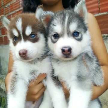 Filhotes de Husky Siberiano 