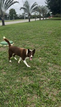 Border Collie para doação 