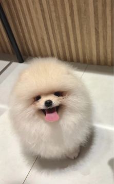 Filhote Spitz machinho 