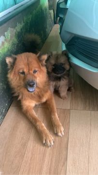 Filhote de chow chow fêmea 