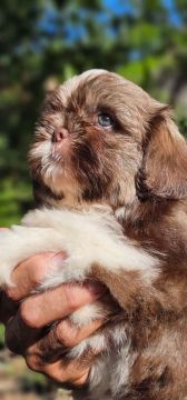 Shih Tzu Chocolate e Branco
