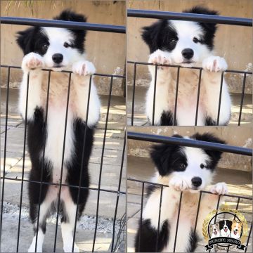 Filhote de Border Collie 
