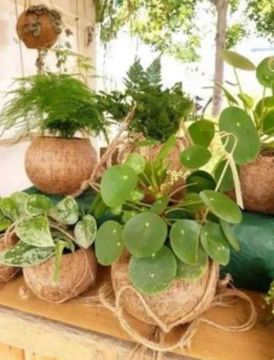Mudas de plantas no vaso de Coco espécies, entrega grátis 