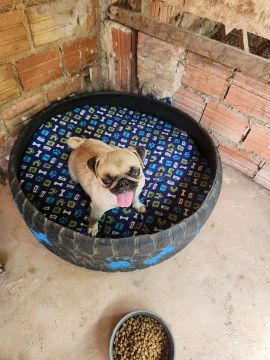 Vende-se pug fêmea 
