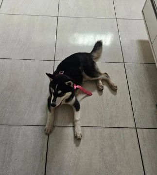 Husky Siberiano fêmea 4 meses