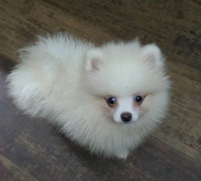 Spitz Alemão macho