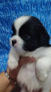 Filhote de Shih Tzu - Fofo e Carinhoso