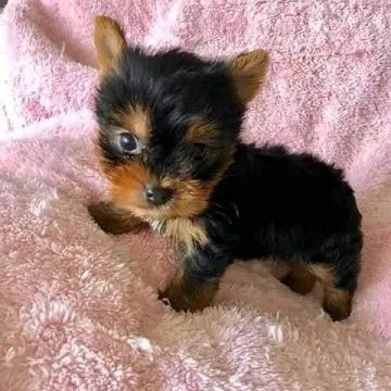 Cachorro Yorkshire Fêmea Compacto E Fofo