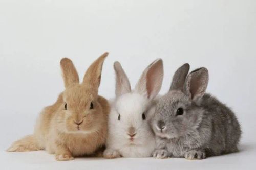 Doamos mini coelhos 