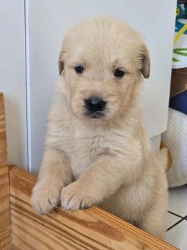 Oportunidade Golden Retriever