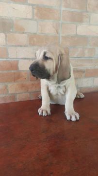Fila Brasileiro - MACHO