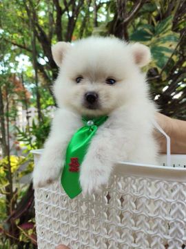 Lulu da Pomerania  branco e cinzas 