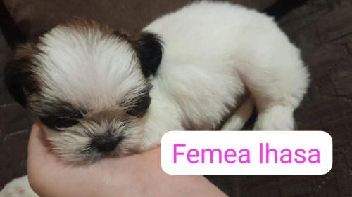 Fêmea Lhasa Apso