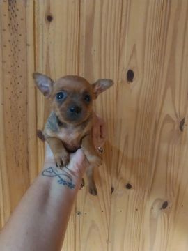 Fêmea de pinscher.