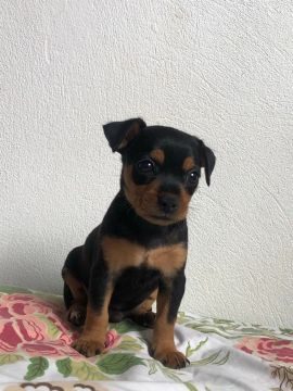 Filhote de Pinscher Macho