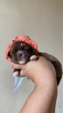 Shih Tzu Fêmea chocolate - PROMOÇÃO 