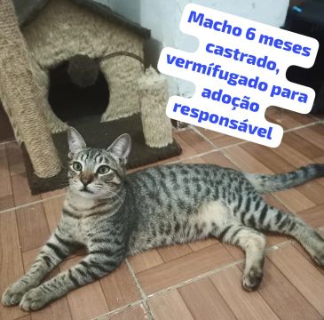 Gatinho castrado para adoção responsável
