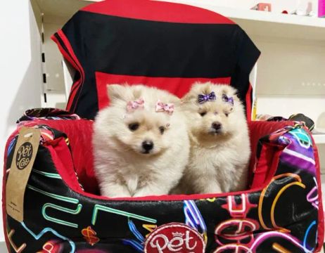 Spitz Alemão anão macho e fêmea