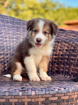 Filhote Border Collie - Lindíssimo! Para João pessoa 